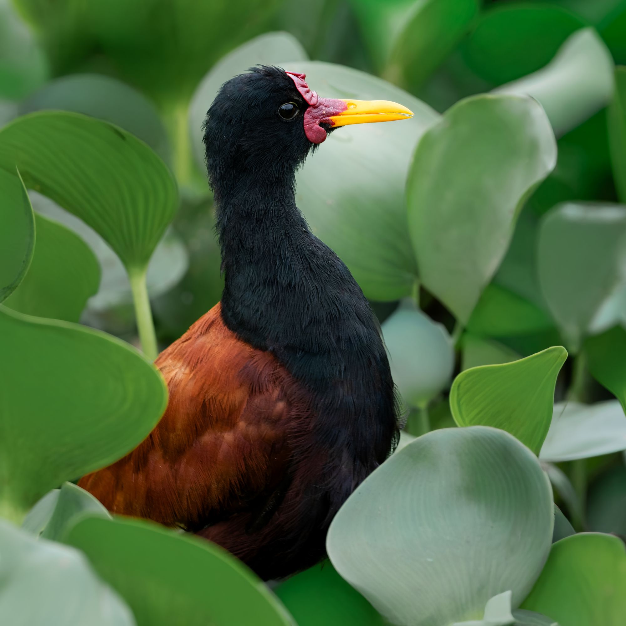 Wattled Jacana, the Feminist Bird