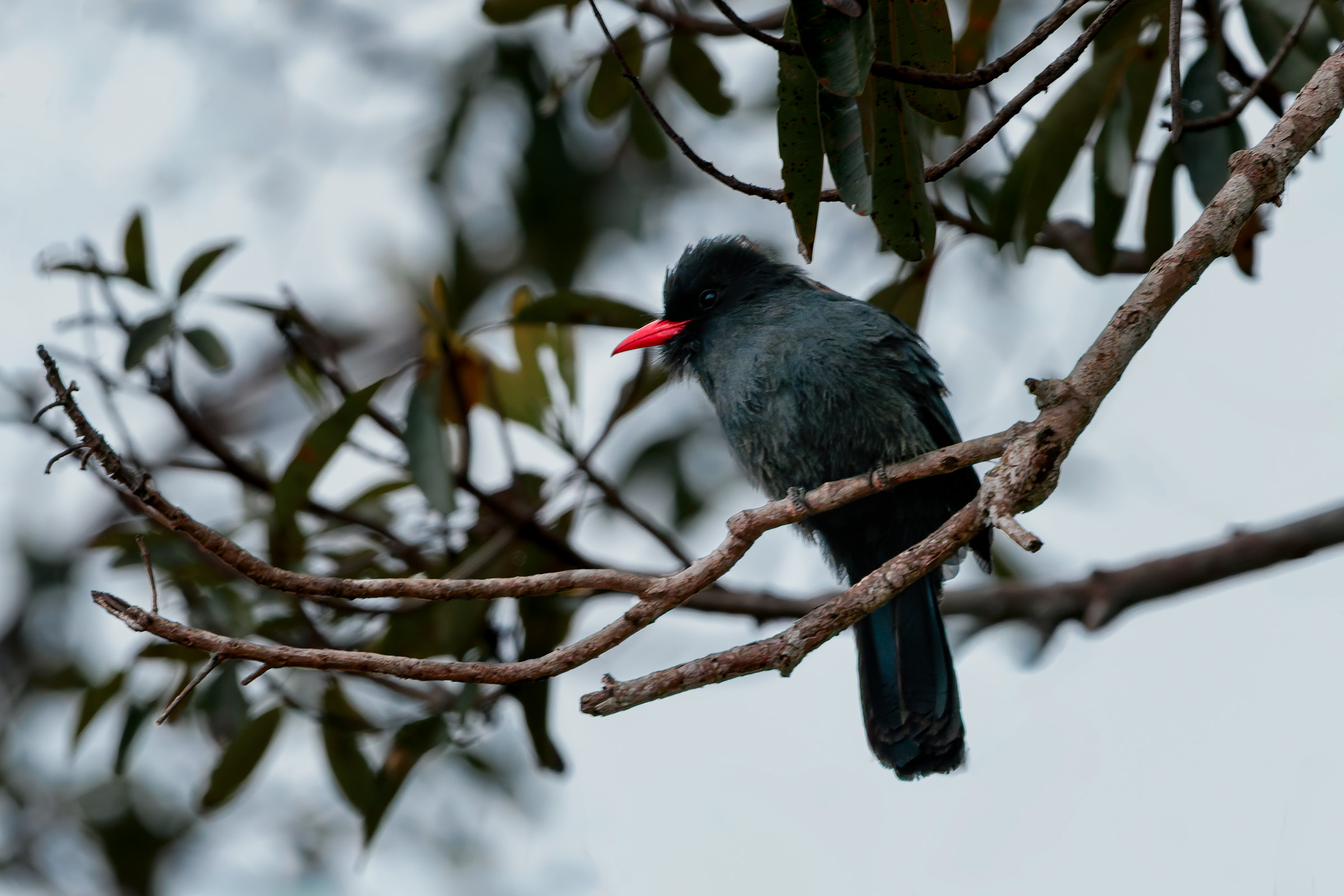 Black-fronted Nunbird