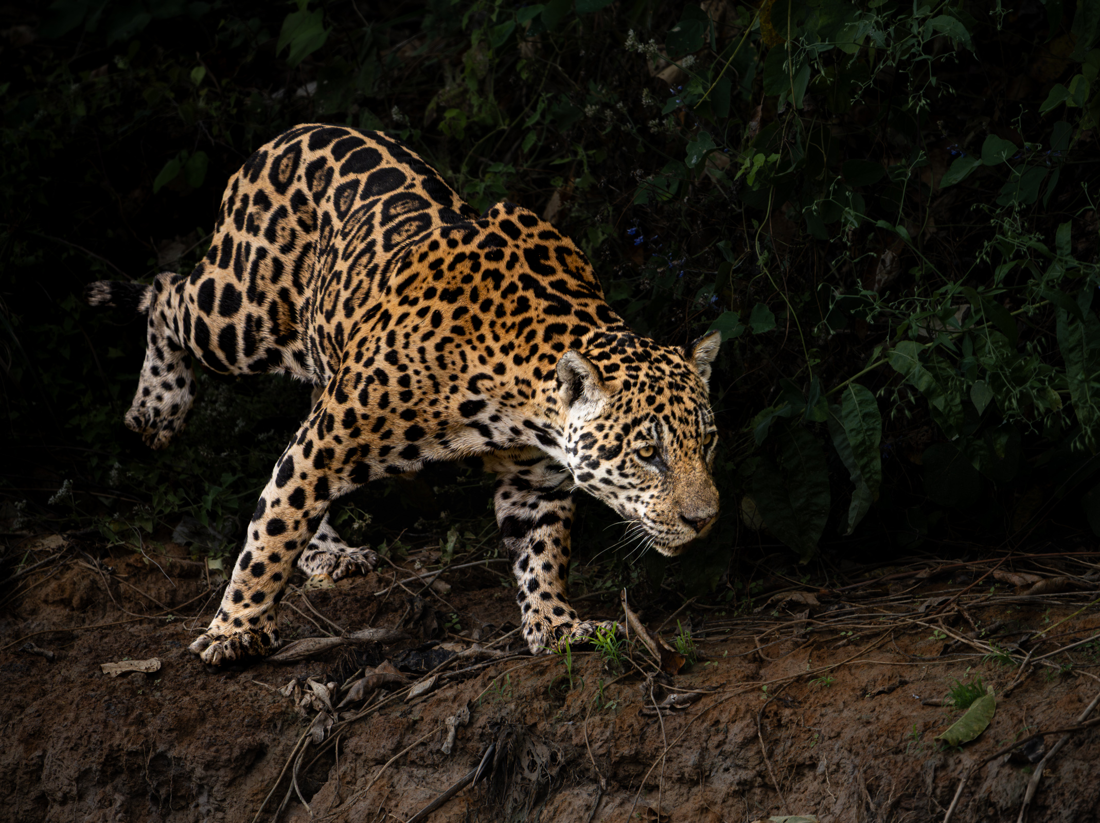 While the Jaguar Cubs Sleep